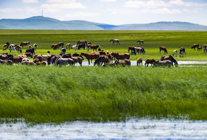 内蒙古，草原绿意与壮美风光并存之地