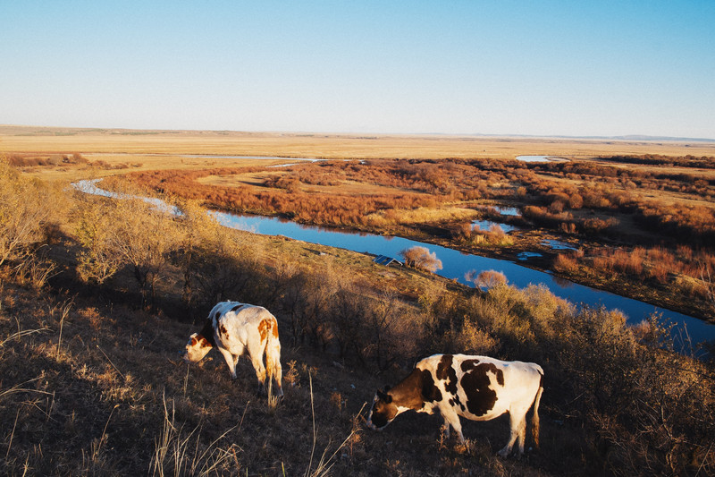 呼伦贝尔,草原明珠的壮美画卷